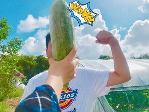 吃瓜爆料背后网红,揭秘网红吃瓜爆料背后的真相与内幕